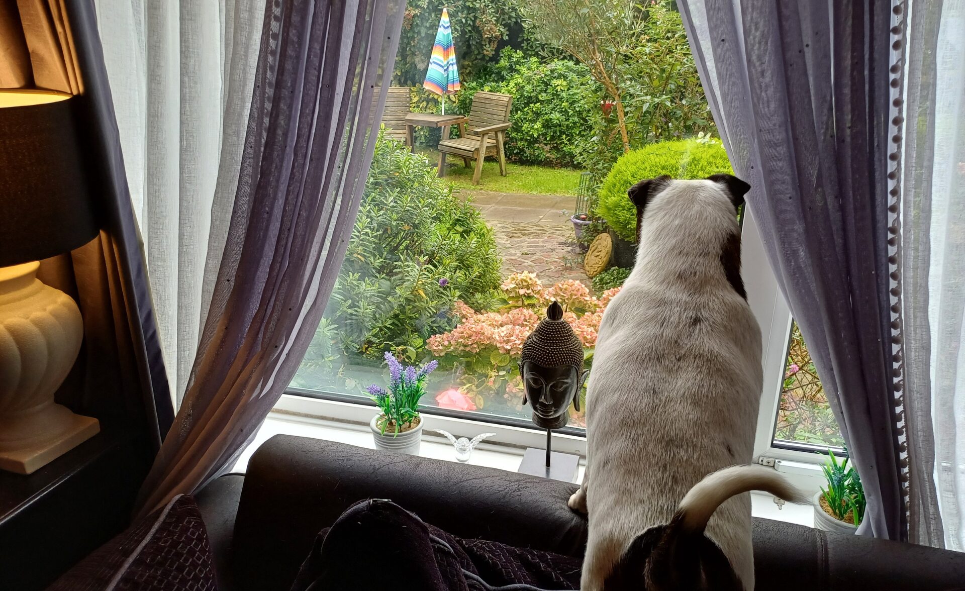 A dog sits on the back of a sofa